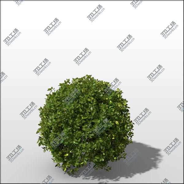 images/goods_img/20210312/Boxwood Bundle vol1/3.jpg